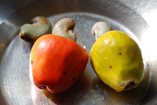 乾季の深まる1月から3月が旬の果物、カシュ。えぐみが強く、同時にハチミツのように甘い。果汁が「「服にた垂れないよう」」気をつけながら、、まる丸かじりして食べる。うすみどり色のへたを煎ると、割ってなか中からででてくるナッツ（カシュナッツ）も食べることができる。2009年1月25日、イフェ、モダケケ地区の下宿にて